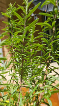 Rosemary, organically grown per bunch