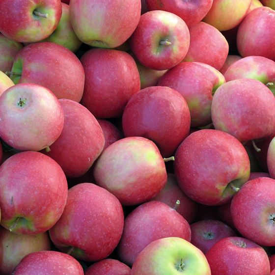 Apples Pink Lady certified organic kg