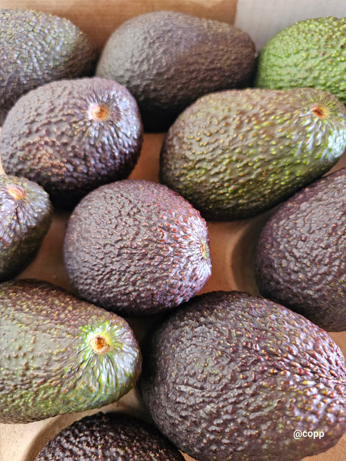 Avocado Hass certified organic kg