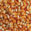 Popping Corn certified organic 500g