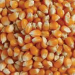 Popping Corn certified organic 500g