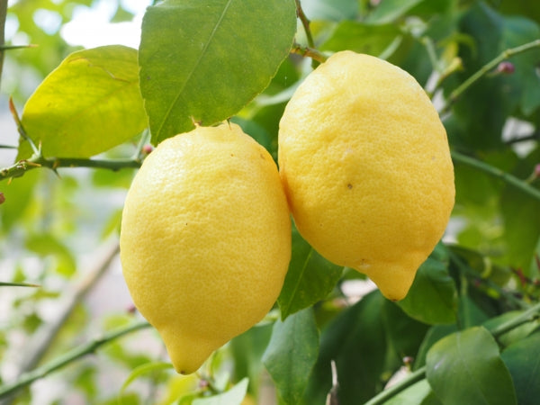 Lemon Meyer certified organic kg