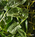 Spinach baby certified organic kg