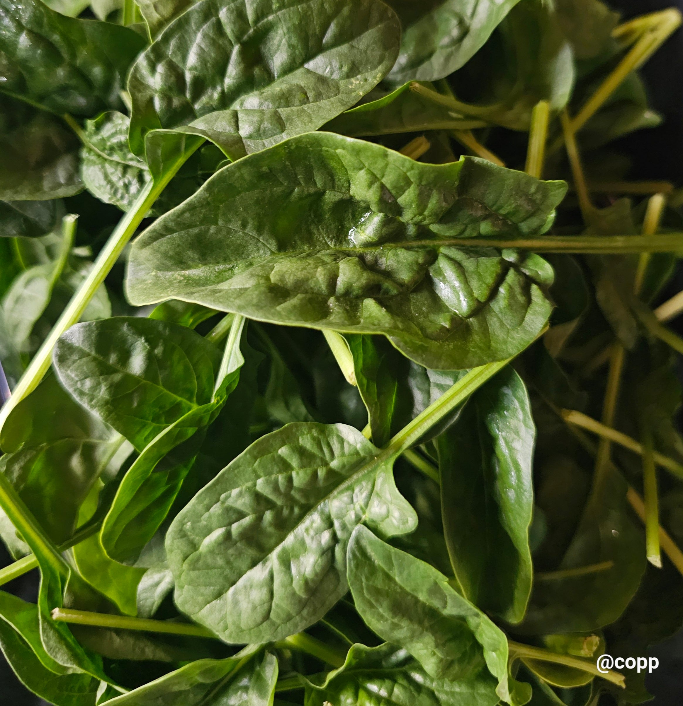 Spinach baby certified organic kg