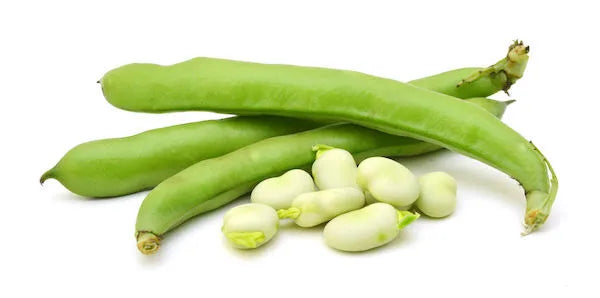 Broad Beans green certified organic