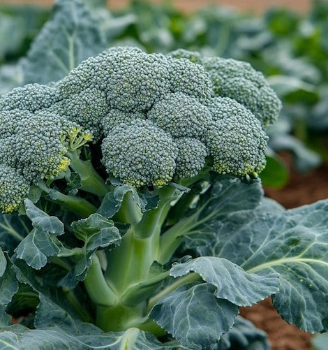 Broccoli certified organic