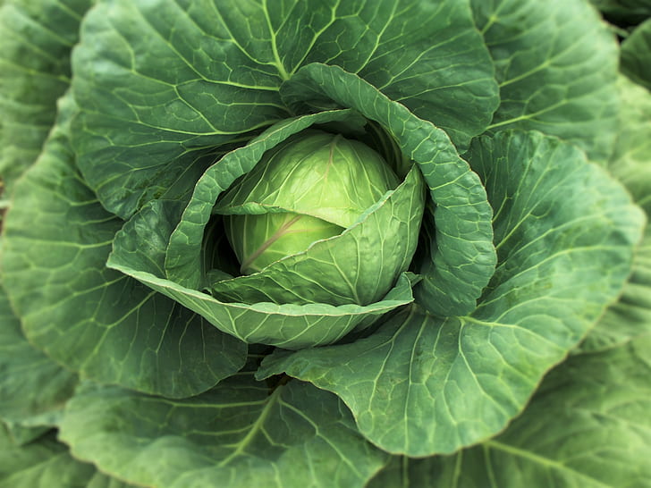 Cabbage certified organic each NB: only 1x half or 2 x quarters left