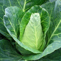 Cabbage Sugarloaf certified organic each