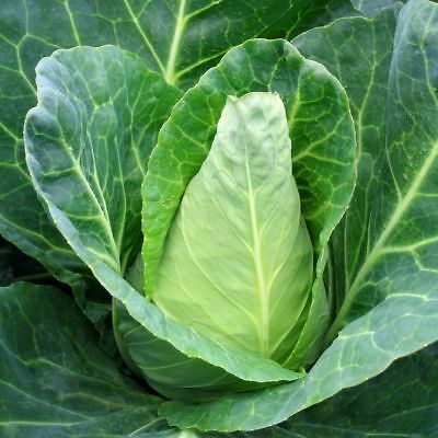 Cabbage Sugarloaf certified organic each