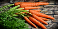 Dutch carrots certified organic bunch