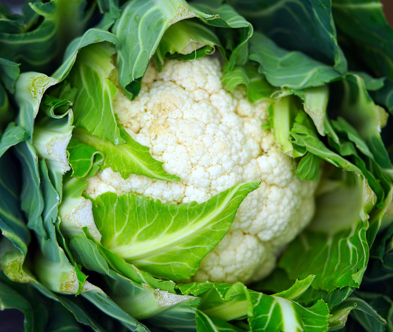 Cauliflower certified organic each