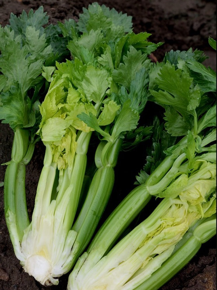 Celery dwarf certified organic per bunch