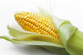 Sweet corn cob certified organic each
