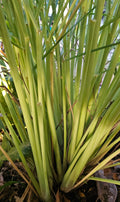 Lemongrass West Indian organically grown $3 per bunch