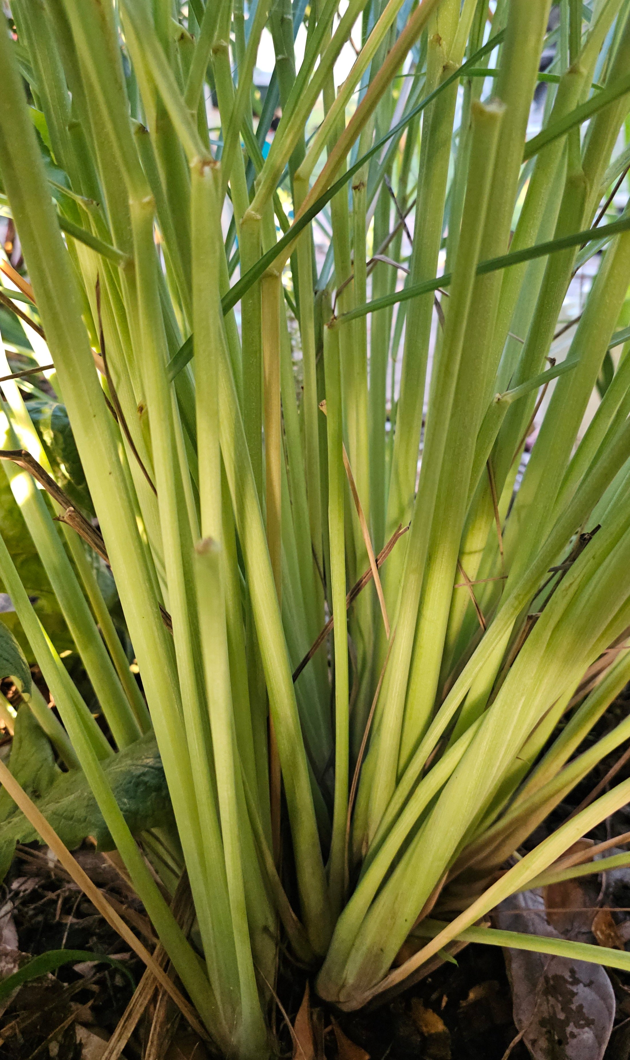 Lemongrass West Indian organically grown $3 per bunch