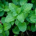 Mint certified organic per bunch