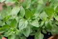 Oregano bunch local & organically grown