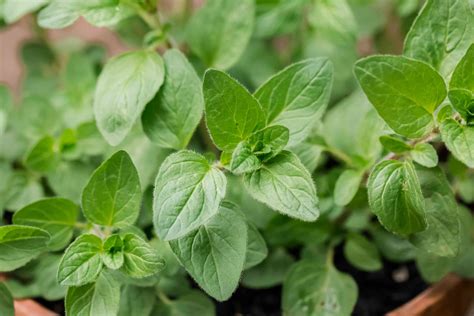 Oregano bunch local & organically grown