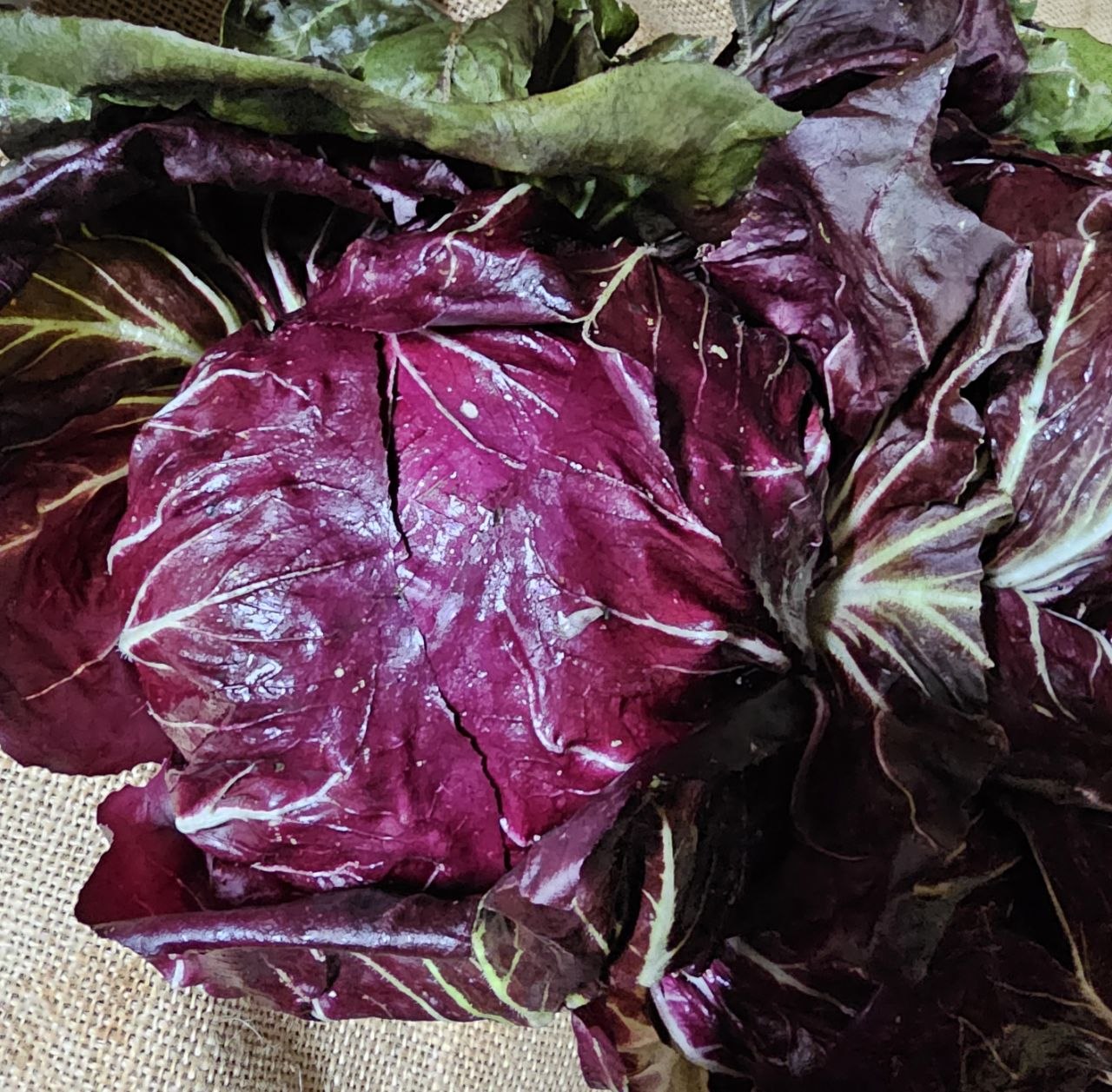 Radicchio certified organic each