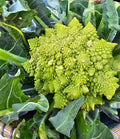 Romanesco cauliflower certified organic each