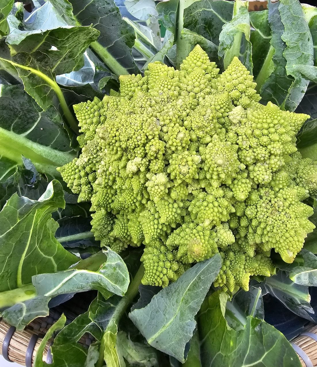 Romanesco cauliflower certified organic each