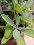 Sage certified organic per bunch